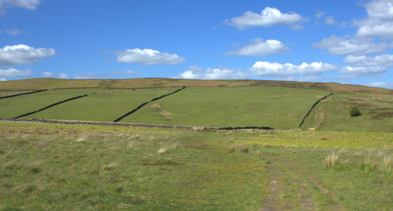 White Edge